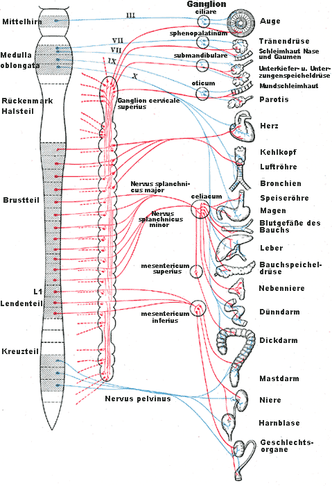 Bildhafte Darstellung der Innervation von Sympathikus und Parasympathikus an der Wirbelsäule