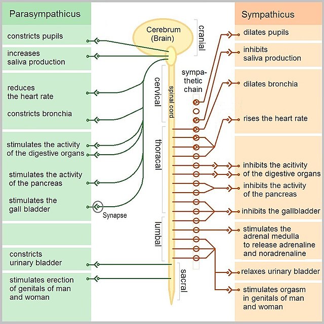 Eine schematische Darstellung von Sympathikus und Parasympathikus und deren Aufgabengebiete